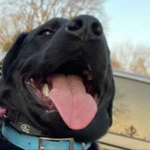 Meet your Posher, Nikki